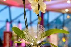 executive-dinner-event-awards-decor-champagne-bliss-orchids-rogers-centre-ottawa-19